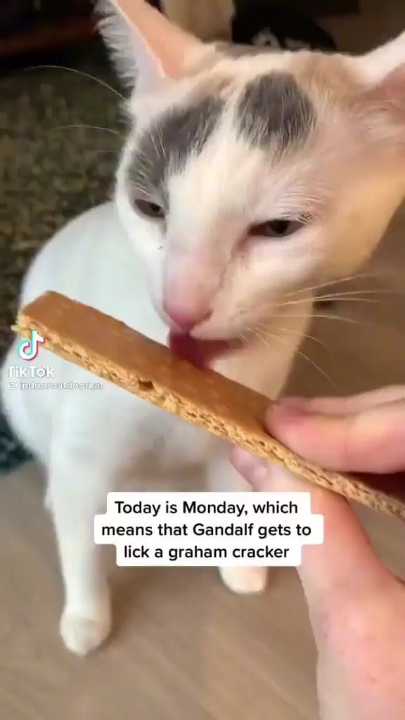 Today is monday, which means Gandalf gets to lick a graham cracker