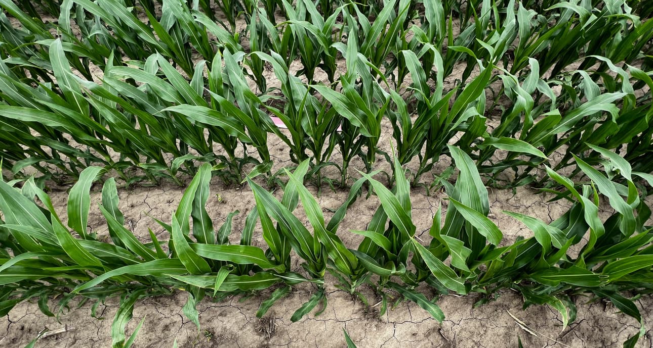 Corn stalks planted at regular intervals with consistent spacing in both dimensions