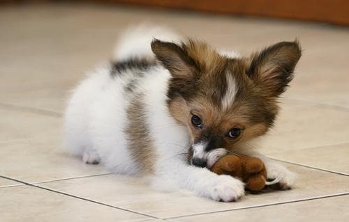 A really cute papillon dog